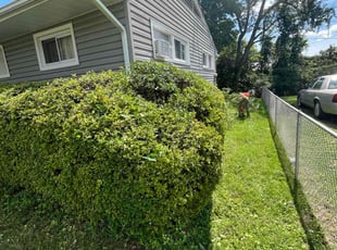 Bush Trimming by Cassadee Davis for Holly C. in Baltimore, MD