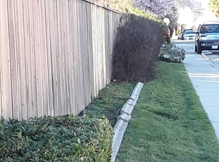 Bush Trimming by Casey Cleland for Genna E. in Elk Grove, CA
