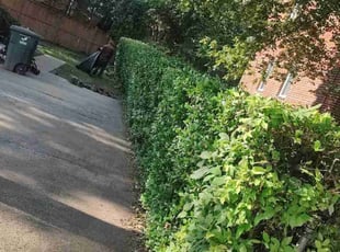 Bush Trimming by Allan Roberts for Nico M. in Arlington, VA