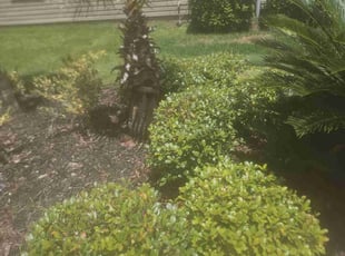 Bush Trimming by Michael Thomas for Marquise H. in Jacksonville, FL