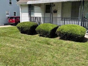 Bush Trimming by Pawel Szufnara for Donna s. in Dearborn Heights, MI