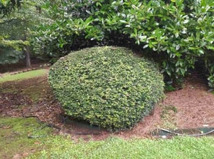 Bush Trimming by Joshua Turman for Lynn T. in Canton, GA