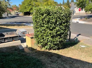 Bush Trimming by Samuel Gomez for Ulla C. in Citrus Heights, CA