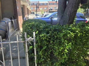 Bush Trimming by William Perdigon for Crystal B. in Philadelphia, PA