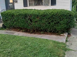 Bush Trimming by Latoya Jackson for Michele M. in Dayton, OH
