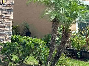 Bush Trimming by Aaron Pagan for Tina A. in Palm Bay, FL