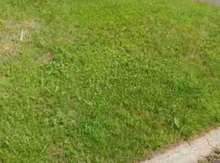 Kristina P.'s Lawn Service service result