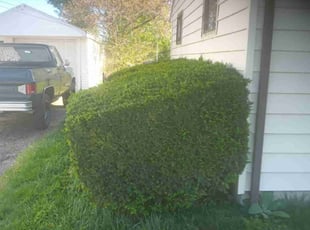 Bush Trimming by Bret Ginter for Brian B. in Dayton, OH
