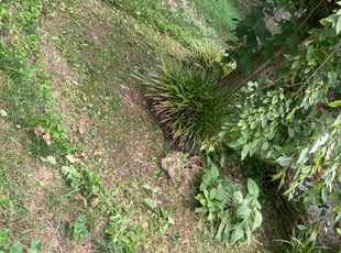 Weeding by DeShawn Piggee for Dennis S. in Newport News, VA