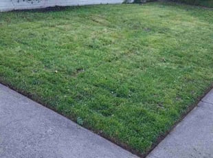 Mona S.'s Lawn Mowing service result