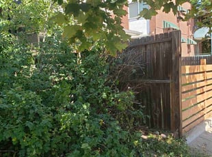 Bush Trimming by Megan Hansen for Sharon B. in Denver, CO