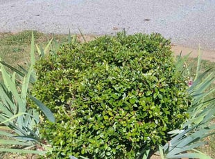 Bush Trimming by Sean Johnson for Emily D. in Taylors, SC