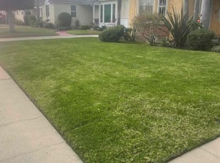 Bush Trimming by William Mendoza for Marilyn W. in Inglewood, CA