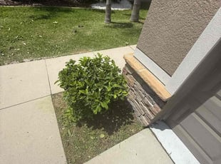Bush Trimming by Arely Elrod for Justin H. in Ruskin, FL