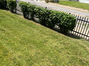 Bush Trimming by David Knowlton Jr for Nicole P. in Cleveland, OH