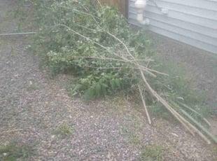 Bush Trimming by James McKay for Anne S. in Englewood, CO