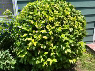 Bush Trimming by Yehoshua Israel for Wanda S. in Newport News, VA
