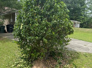 Bush Trimming by Demetetius Roberts for Scott M. in Tallahassee, FL