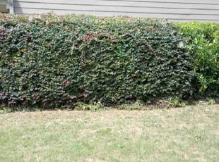 Bush Trimming by Montgomery Roberts for Joseph T. in Canton, GA