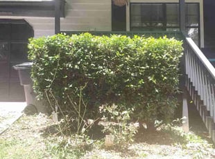 Bush Trimming by Willie Cade for Zach S. in Lawrenceville, GA