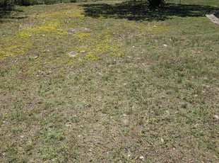 Landscaping by Toni Singsonexay for Sam R. in San Antonio, TX