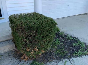 Bush Trimming by B.J. Schuetz for Sam B. in Westerville, OH