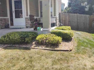 Bush Trimming by Zachary Piercy for Erin H. in Arvada, CO