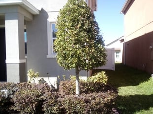 Bush Trimming by Jeremy King for Amicho J. in Gibsonton, FL