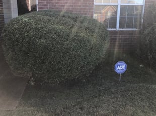 Bush Trimming by Terrance Lewis for Mary R. in Cordova, TN