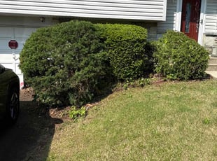 Bush Trimming by Daniel DomΓnguez for Corey F. in Chalfont, PA