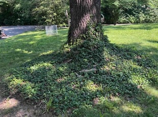Bush Trimming by Brandon Fiala for Lisa B. in Saint Charles, MO