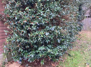 Bush Trimming by Edwin Guillen for Courtney P. in Humble, TX
