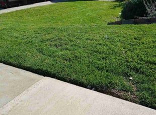 samuel b.'s Yard Cutting service result