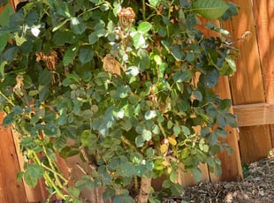 Bush Trimming by Robert Rios for urduja g. in Sacramento, CA