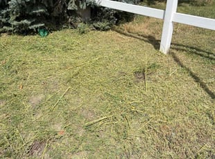Cleanups by Sean Patterson for Gabrielle P. in Arvada, CO