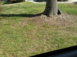 Leaf Removal by Griff Lee for Lori P. in Williamsburg, VA