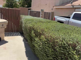 Bush Trimming by Florencio Olivarez for Larry L. in Glendale, AZ
