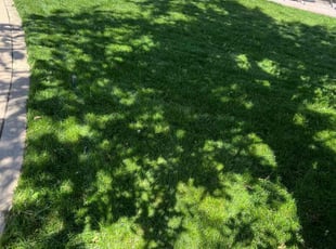 Cleanups by Tom Davis for Aurielle K. in Denver, CO