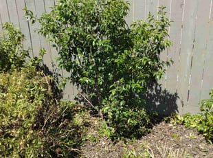 Bush Trimming by Scott Reeves for Brian V. in Vacaville, CA