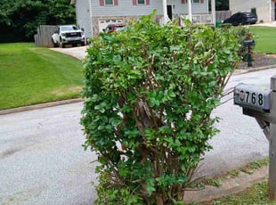 Bush Trimming by Joshua Walker for Shonna W. in Decatur, GA