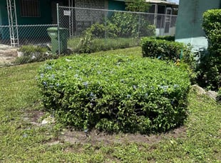 Bush Trimming by Quinton Davis for Jeaneki L. in Winter Haven, FL