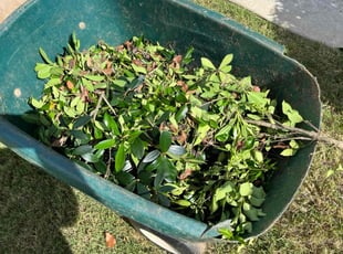 Bush Trimming by Fred White for D S. in Ellenwood, GA