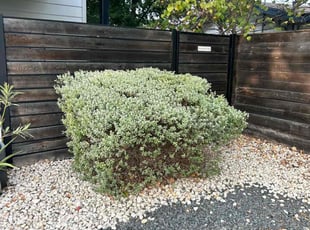 Bush Trimming by Daniel Huerta for Matthew S. in Austin, TX