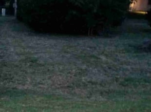 Bush Trimming by Sarah Hasting for Stephen R. in Peck, KS