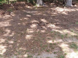 Leaf Removal by Joseph Graham for Cheree p. in McDonough, GA