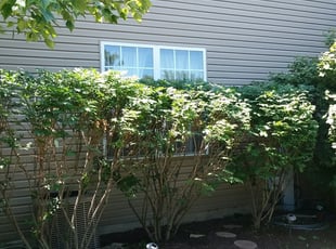 Bush Trimming by Alex gazda for Tonia D. in Lindenhurst, IL