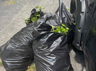 Bush Trimming by Tyquan Wilson for Ron C. in Millbury, MA
