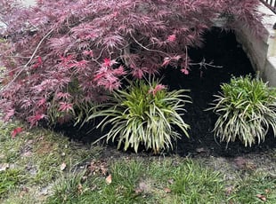 Landscaping by Gabriel Asong for Tanya .. in Rockville, MD