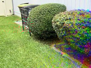 Bush Trimming by Kelvin Williams for Wyannette E. in Jacksonville, FL