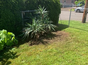 Bush Trimming by Antonio Ortega for Kristen L. in Portland, OR